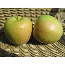 Golden delicious - !!! VYPREDANÉ !!!