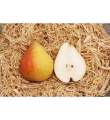 Decora - stĺpovitá