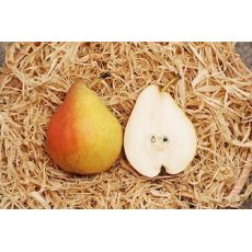 Decora - stĺpovitá