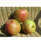 Braeburn