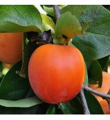 Diospyros kaki
