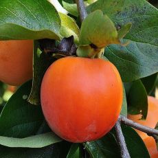 Diospyros kaki