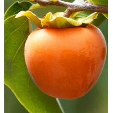 Cioccoolatino