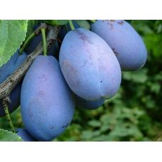 Toptaste - Kulinaria